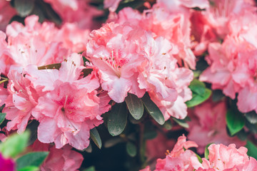 Close-Up Of Pink Flower Blooming Outdoors,shot in Shanghai,China.