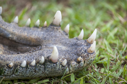 Nile crocodile (Crocodylus niloticus) detail of teeth in jaw. KwaZulu Natal. South Africa