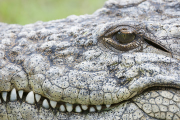 Nile crocodile (Crocodylus niloticus) detail of head showing eye, teeth and ear. KwaZulu Natal. South Africa
