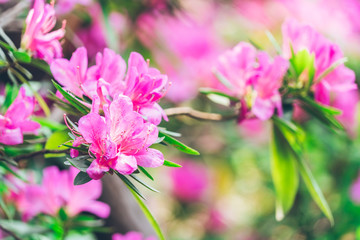 Close-Up Of Pink Flower Blooming Outdoors,shot in Shanghai,China.