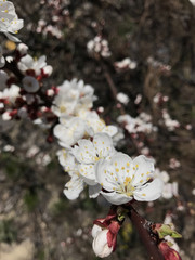 beautiful blossom trees in spring sunny day