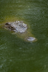 Nile crocodile (Crocodylus niloticus) submerged in water. KwaZulu Natal. South Africa