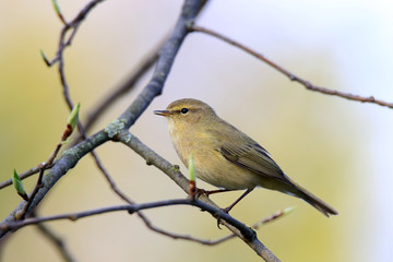 Zilpzalp mit leicht geöffnetem Schnabel