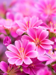 Fototapeta premium レウィシア 