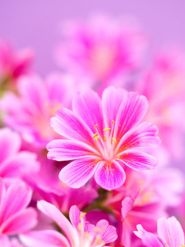 イワハナビ の画像 11 件の Stock 写真 ベクターおよびビデオ Adobe Stock