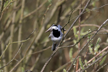 Bachstelze mit leicht ausgebreiteten Flügeln