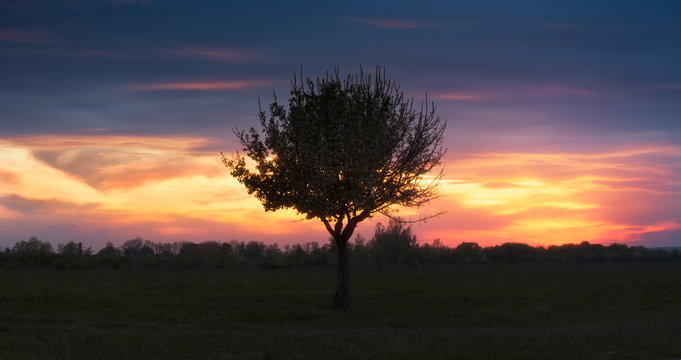Lonely tree on background of sunset