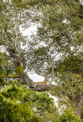 Leopard relaxing in tree Kruger NationaL Park