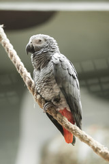 Grey Parrot sitting in a rope