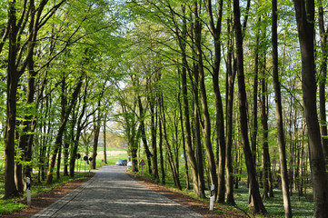 Kopfsteinpflaster Straße auf Rügen durch einen Frühingswald mit Buschwindröschen