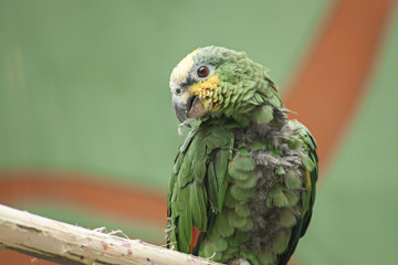 Amazon Parrot Amazona sitting on a tree branch