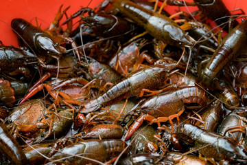 fresh crayfish calming in the red box