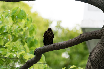 A black bird on the tree waiting for a friend