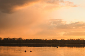 Naklejka premium Ducks in the sunset. River Daugava. Reflection in the water