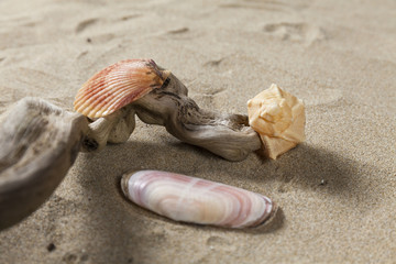 Studio close up of three seashells on a wood branch. Sand background