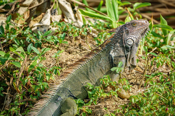 Green Iguana closeup