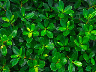 Fototapeta na wymiar Green leaf texture / leaf texture background / Copy space