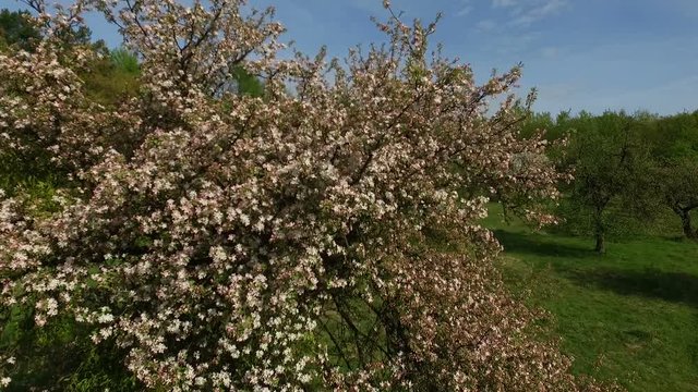 Arial View. Flying over the blooming apple trees in spring. Aerial drone shot flight.