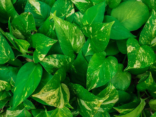 Green leaf texture / leaf texture background / Copy space