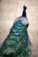 peacock - 146211447