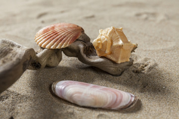 Studio close up of three seashells on a wood branch. Sand background
