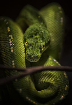 snake