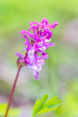 Early-purple orchid in forest grass on background, March