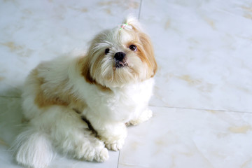 Cute Dog - Shih tzu puppy sit down and looking something.