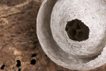 Starting nest of common wasp on wood structure