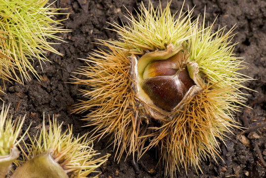 Chestnut in detail
