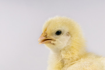 Portrait of yellow chicken chick