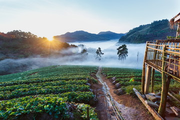 Landscape,nature,Morning light,View of morning mist at strawberry field of Doi Ang Khang,Chiangmai Province,Thailand.