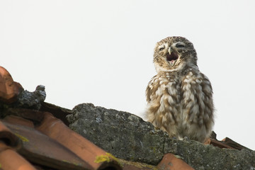 yawning little owl on a barn