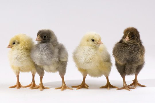 Four chicken chiks lined up