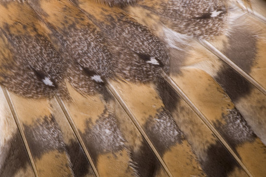 Plumage of barn owl