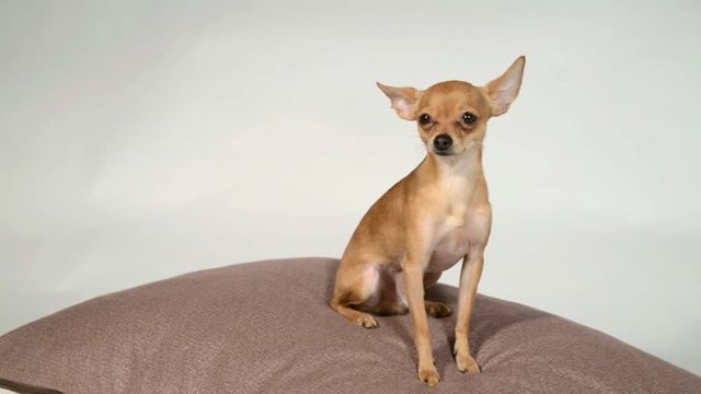 Dog toy terrier on a pillow on a white background.