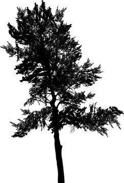 black pine single silhouette on white
