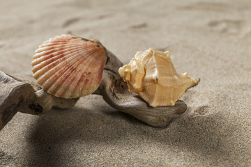 Fototapeta na wymiar Studio close up of two seashells on a wood branch. Sand background