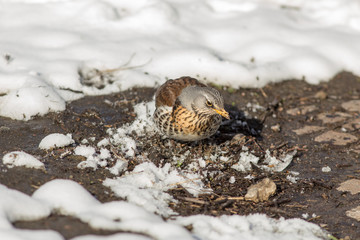 fieldfare on a sunny spring day
