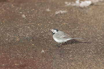 wagtail on the ground