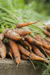 some fresh harvested carrots on the ground