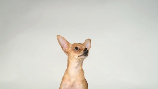 Dog toy terrier on a pillow on a white background.