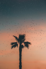 Tramonto cielo rosso dietro un'albero alto con uccelli migratori.