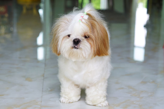Cute Dog - Shih tzu puppy sit down and looking something.