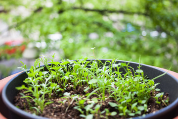 Kleine grüne Blätter im Blumentopf