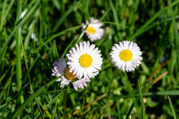 Close up on little group of daisy flower