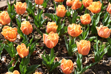 Tulipes orange à fleurs doubles au printemps au jardin