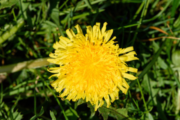 Close up on yellow flower of common dandelion in spring