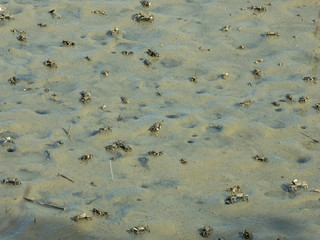 Crab burrows on tideland