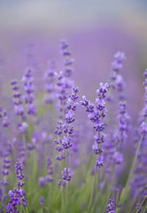 Lavender flowers bush